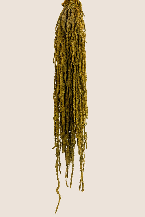 Amarante