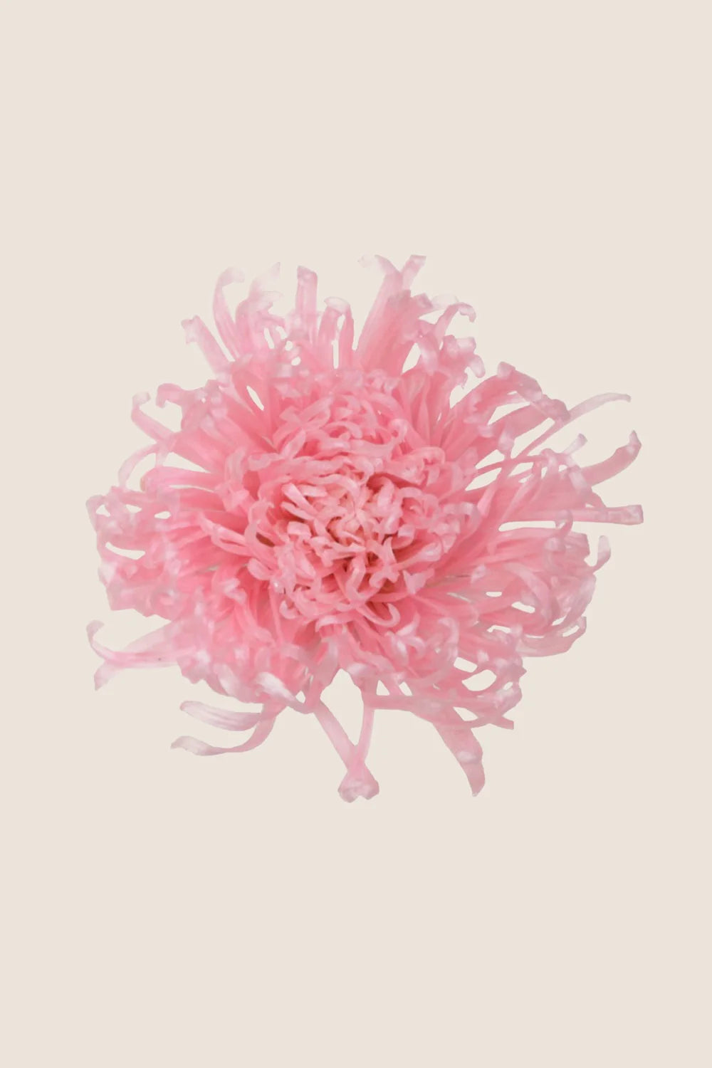 Anastasia-Chrysantheme – Box mit 3 Blütenköpfen