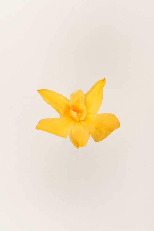 Orchidée Dendrobium - Boîte 5 têtes