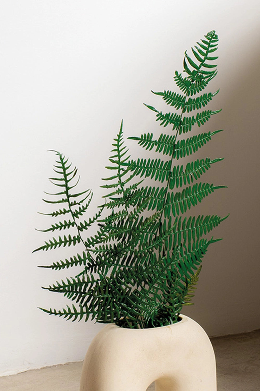 Fougere Asa Fern