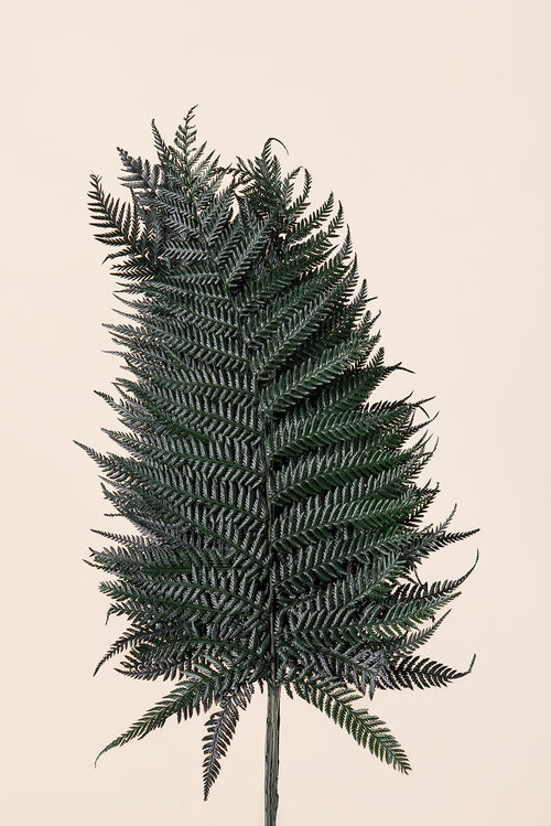 Brilliant Fern