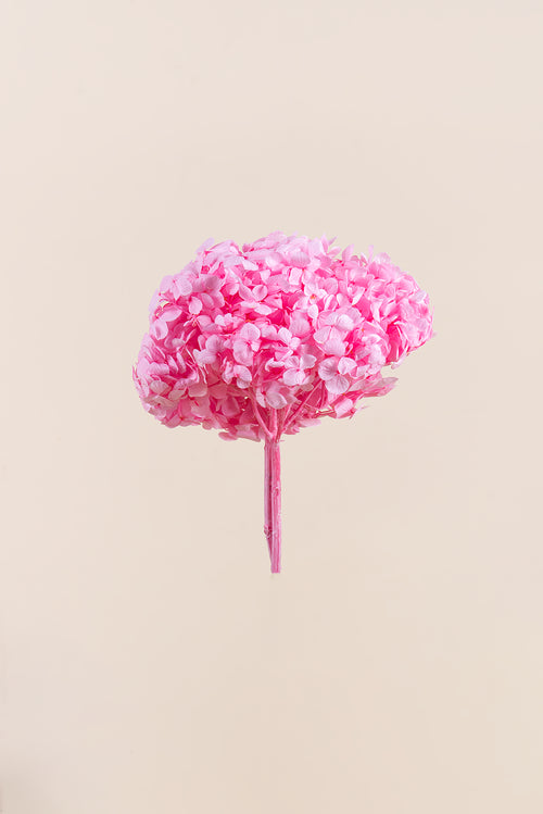 Premium Hydrangea