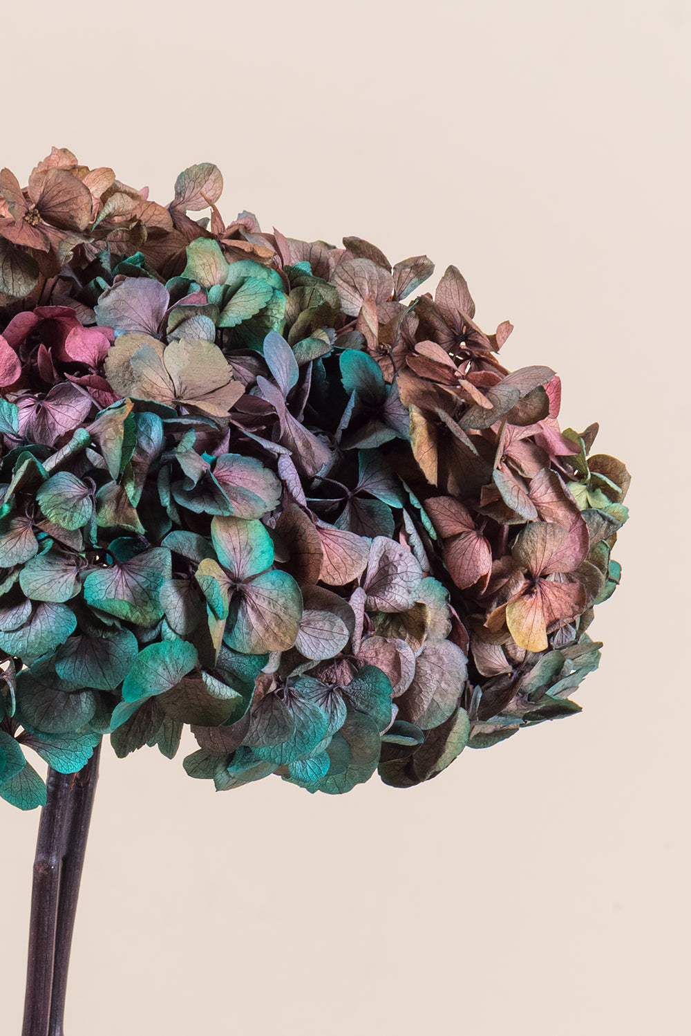 Hortensia Fusión