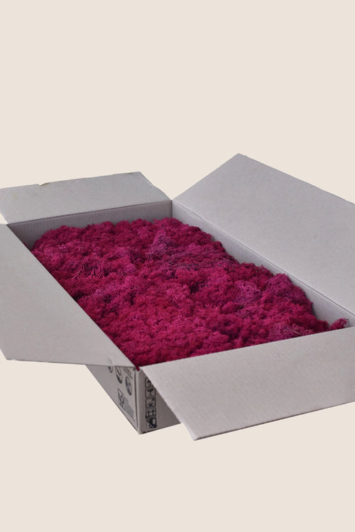 Flechte ~2Kg - Großpackung
