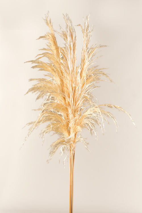 Hierba de la Pampa