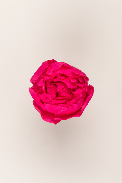 Peony - Box 3 heads