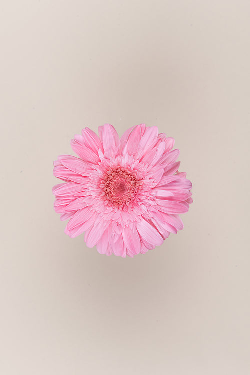 Gerbera - Box 4 heads