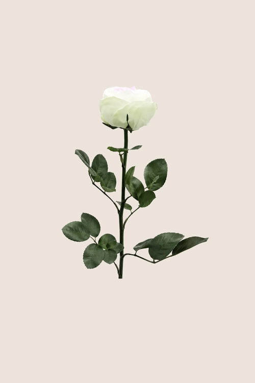 Mini Garden Stem Rose Bulk - Pack 25 u.