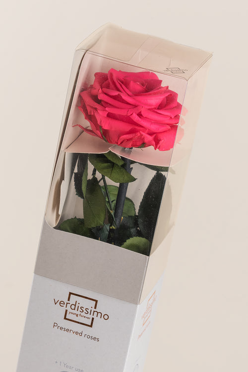 Amorosa Premium-Geschenkbox – Pack mit 12 Stk.