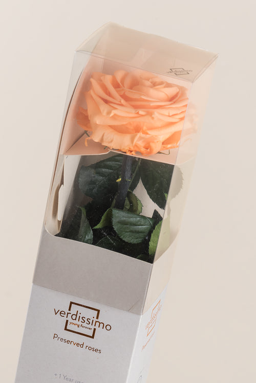 Amorosa Premium Gift Box - Pack 12 u.