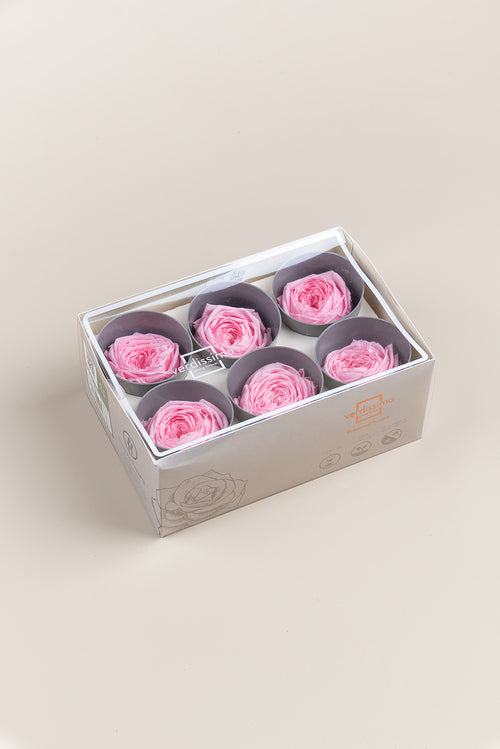 Rose Garden - Box 6 heads
