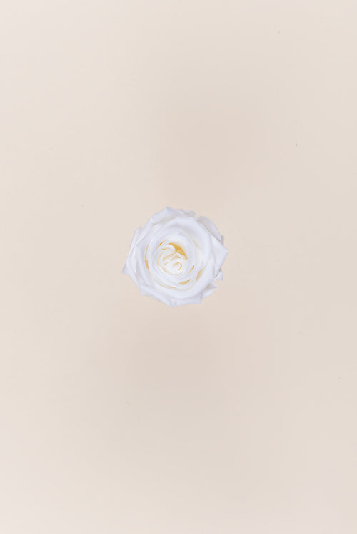 Rose Medium Großpackung – Packung mit 192 u.