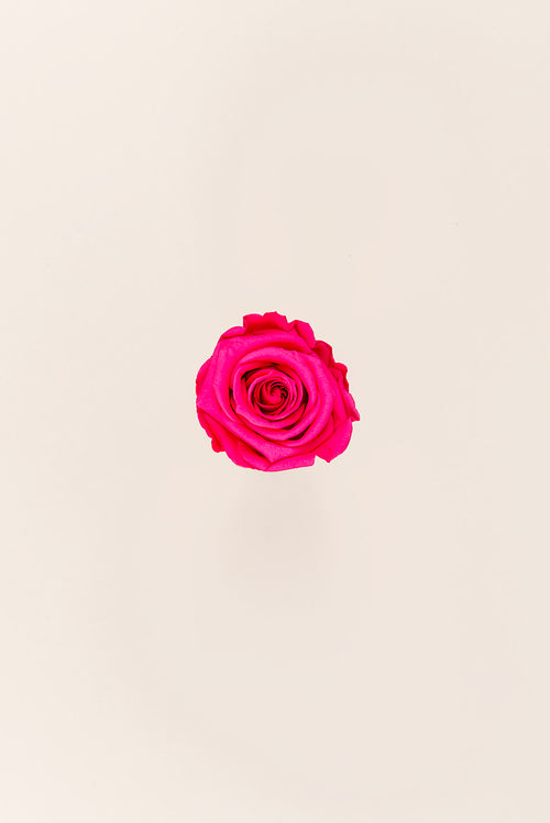 Rose Medium Bulk - Pack 192 u.