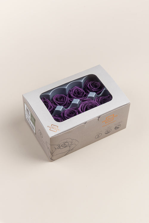 Rose Medium - Box 8 Köpfe