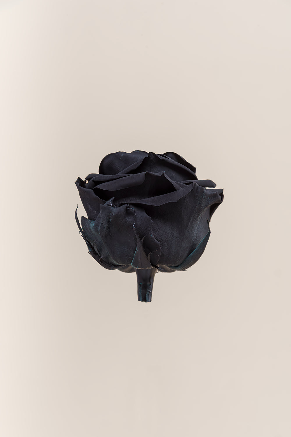 Rose Premium - Box 4 heads