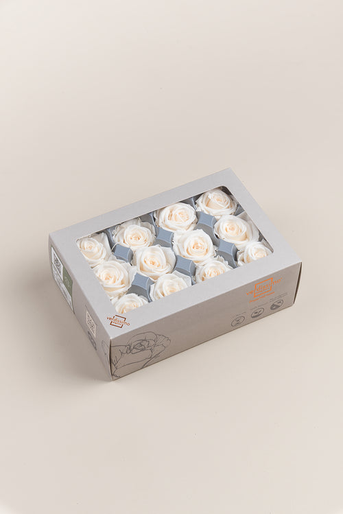 Rosa Mini - Caja 12 cabezas