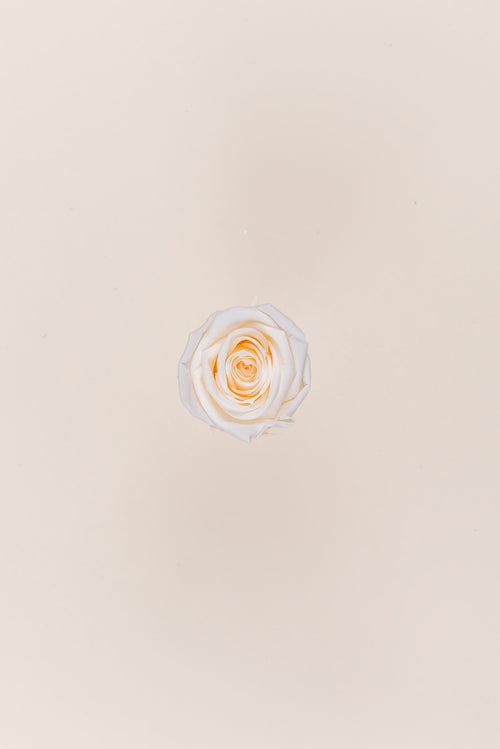 Rosa Mini a granel - Pack 288 u.