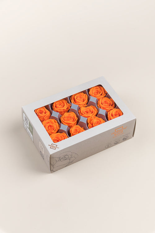 Rose Mini - Boîte 12 têtes