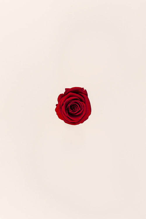 Rosa Mini a granel - Pack 288 u.
