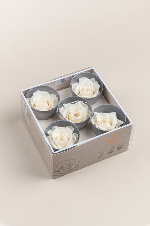 Rosa Queen - Caja 5 cabezas