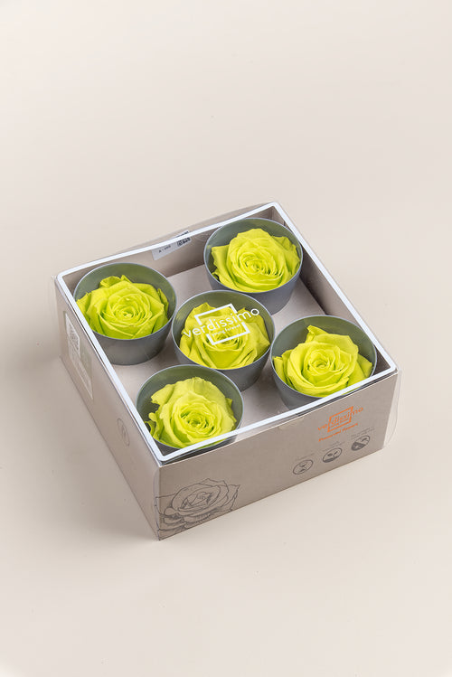 Rosa Queen - Caja 5 cabezas