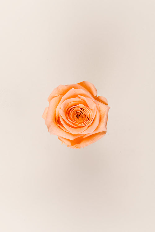Rose Queen Großpackung – 120 Stück
