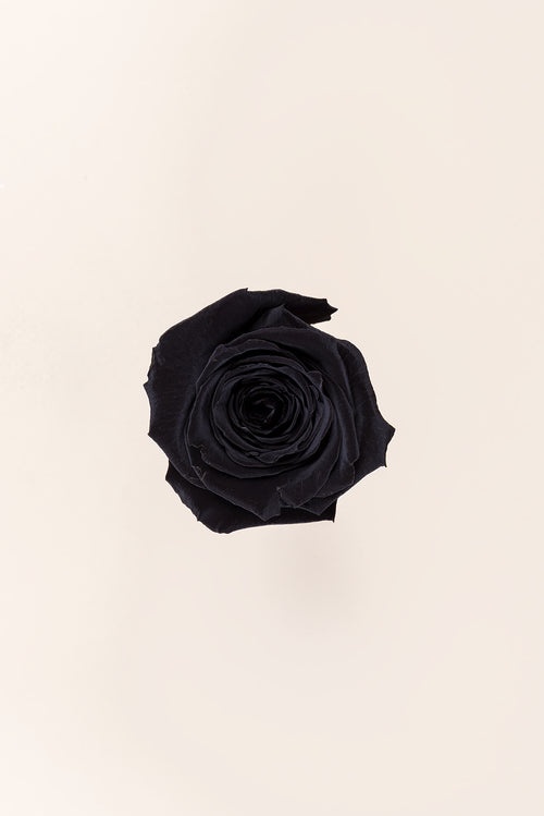 Rose Queen Großpackung – 120 Stück