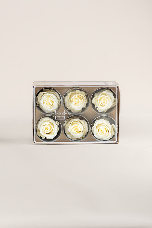 Rose Standard - Box mit 6 Köpfen