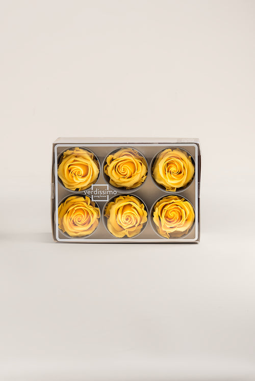 Rose Standard - Box mit 6 Köpfen
