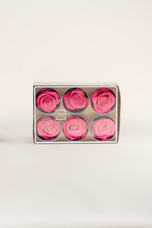 Rose Standard - Box mit 6 Köpfen