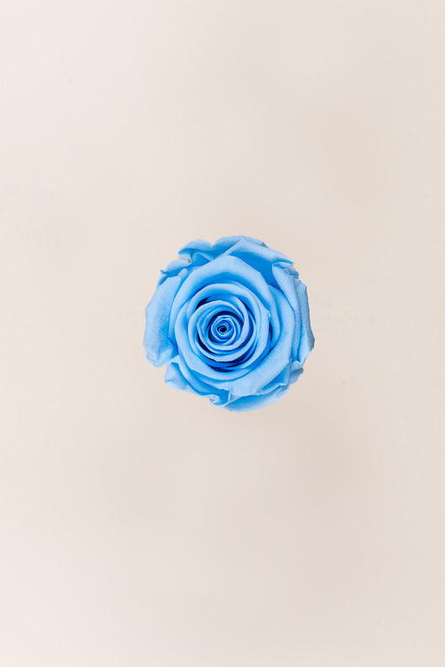 Rose Standard Großpackung – Pack 195 Stk.