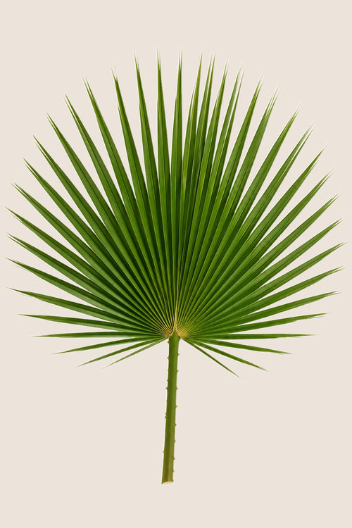 Washingtonia