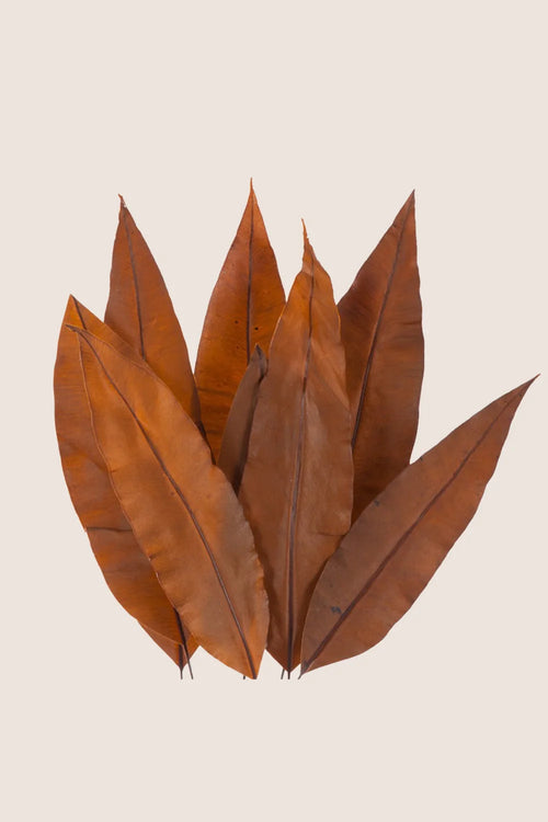 Hoja Tropical