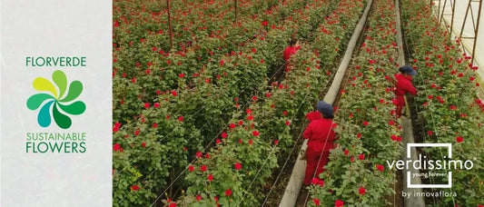 Verdissimo Achieves Full Florverde Certification: A New Benchmark in Sustainable Preserved Nature