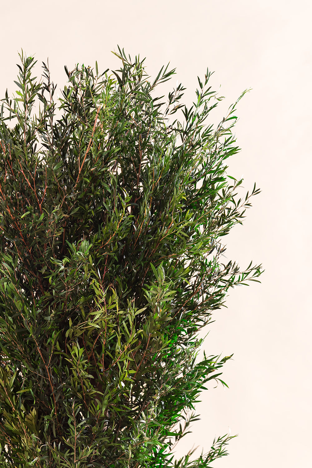 Lepto Lungifolia