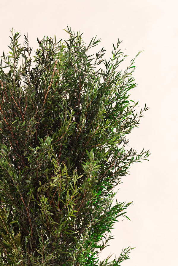 Lepto Lungifolia