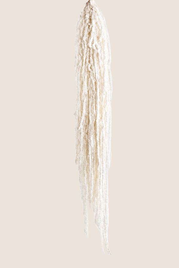 Amaranthus