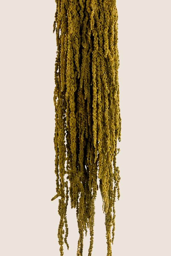 Amaranthus