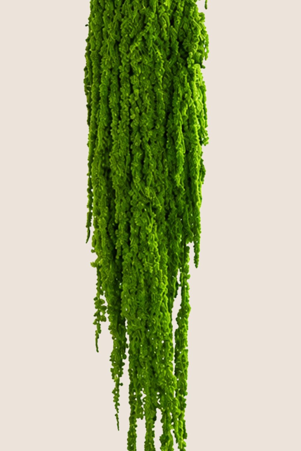 Amaranthus