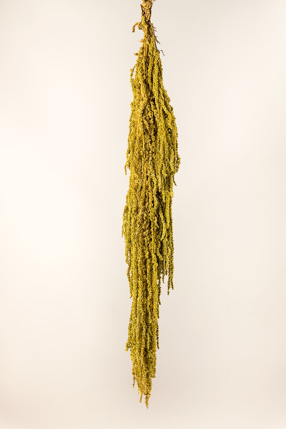 Amaranthus