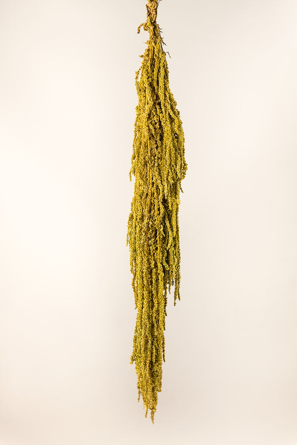 Amaranthus