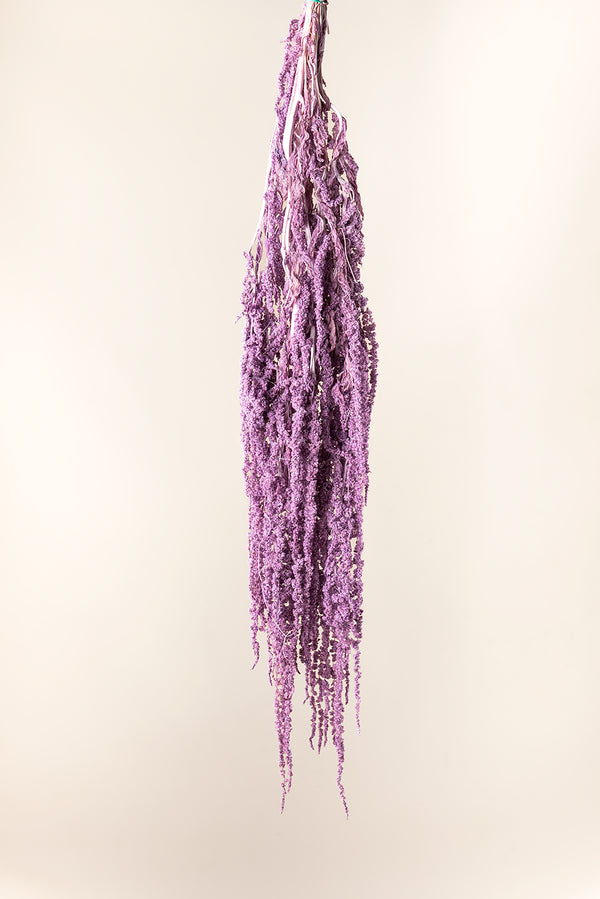 Amaranthus