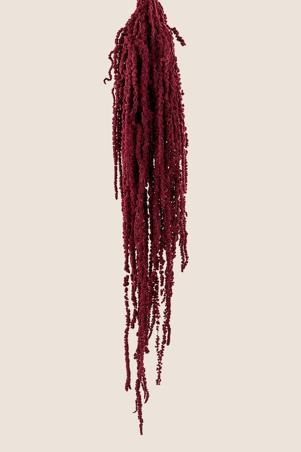 Amaranthus