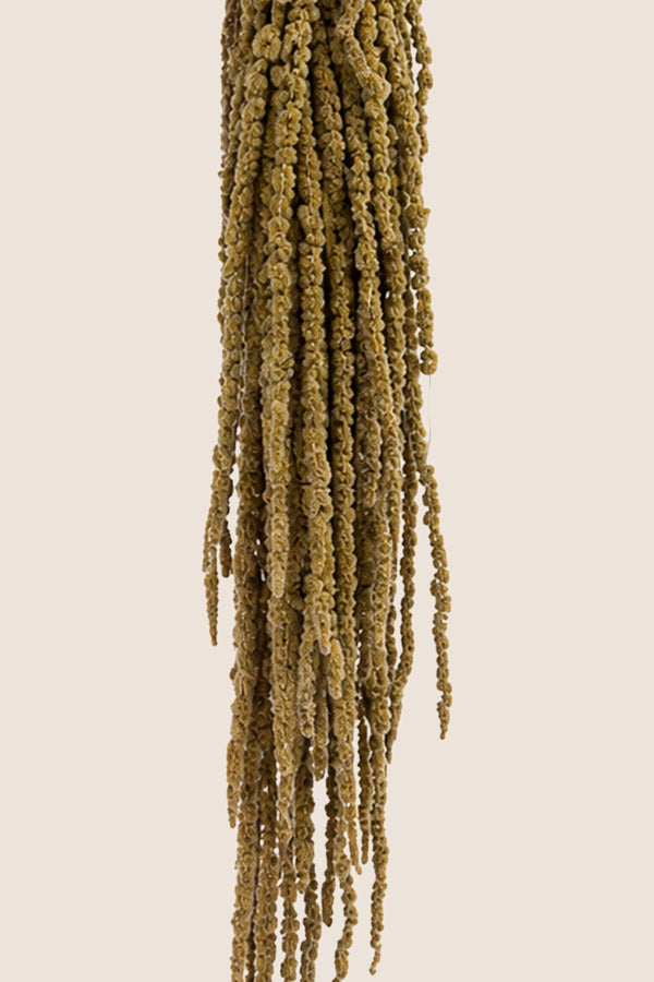 Amaranthus