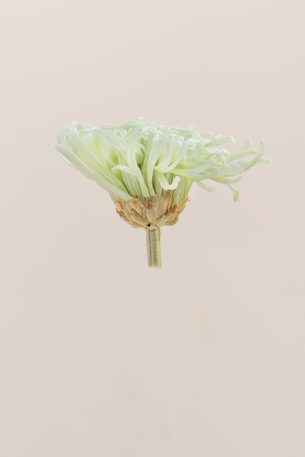 Anastasia Chrysanthemum - Box 3 heads