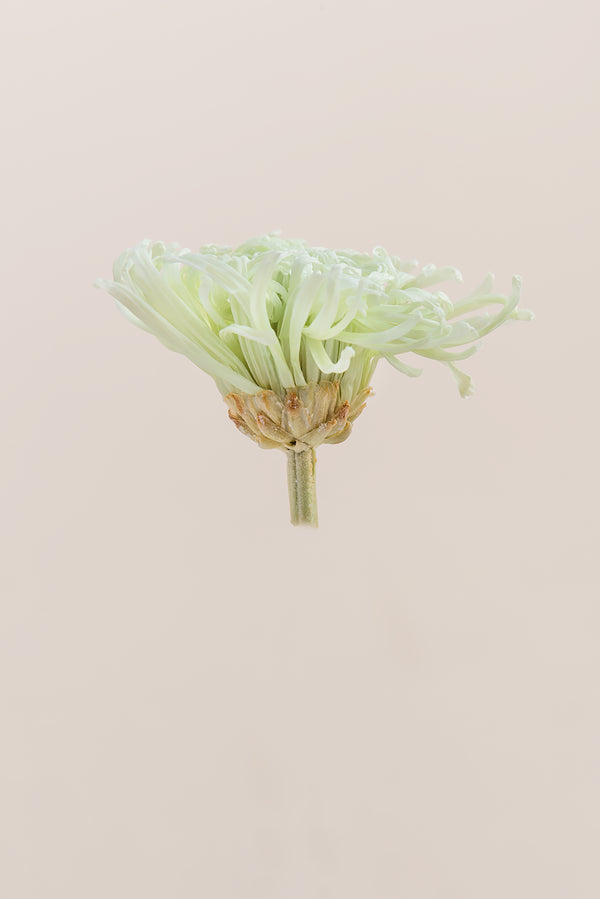 Anastasia Chrysanthemum - Caja de 3 cabezas