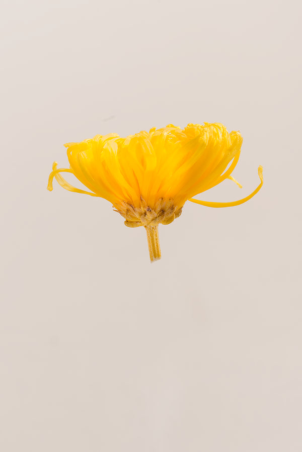 Anastasia Chrysanthemum - Caja de 3 cabezas