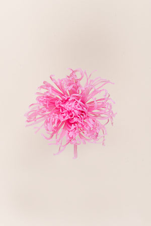Anastasia Chrysanthemum - Box 3 heads
