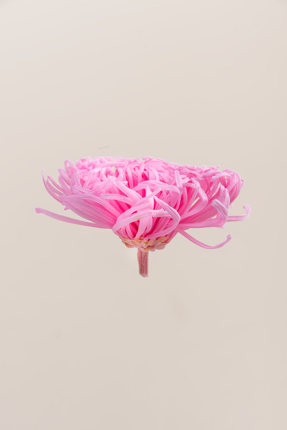 Anastasia Chrysanthemum - Box 3 heads