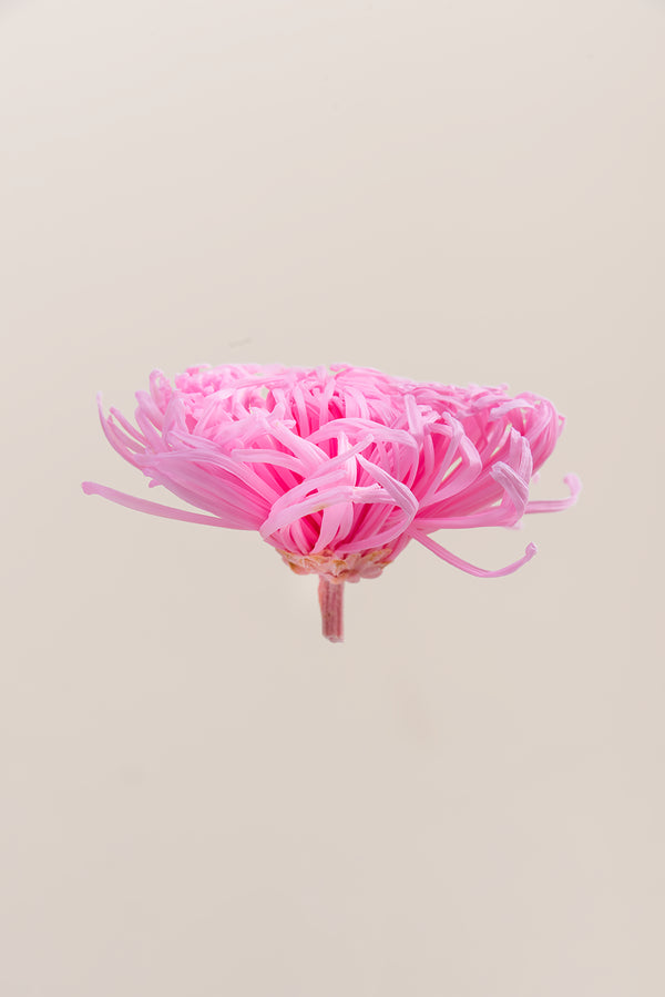 Anastasia Chrysanthemum - Caja de 3 cabezas